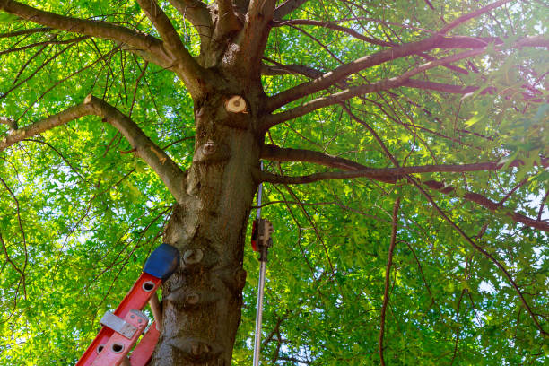 Tree Branch Trimming in Montgomery, GA